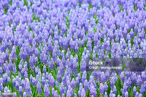 Kwiat Muscari Botryoides - zdjęcia stockowe i więcej obrazów Bez ludzi - Bez ludzi, Fiołek - kwiat, Fotografika