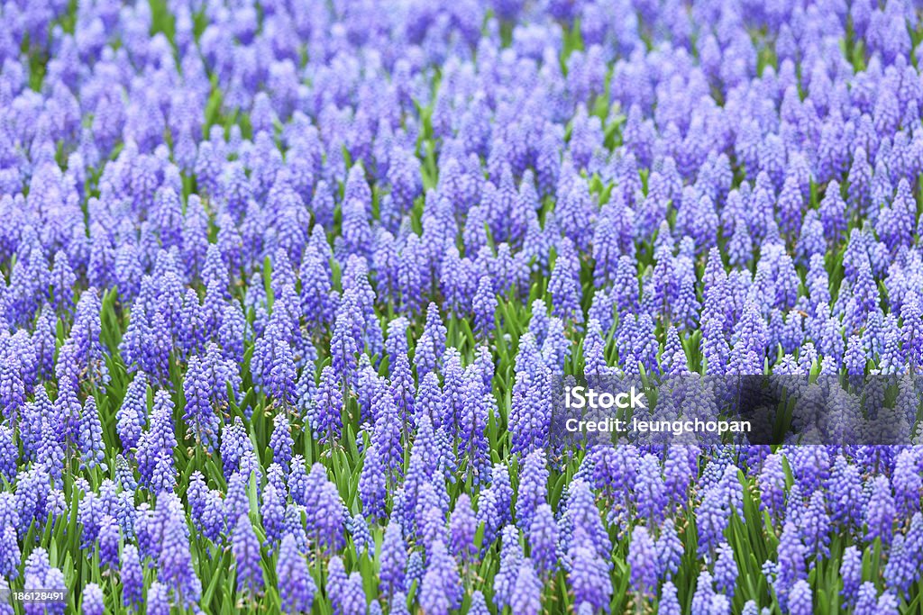 Flor, muscari botryoides - Royalty-free Ajardinado Foto de stock