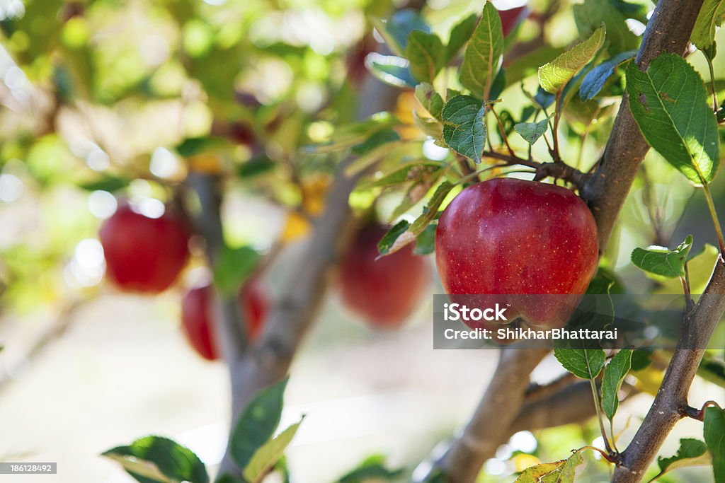 Maduro rojo manzanas en el apple capital de Nepal. - Foto de stock de Manzano libre de derechos