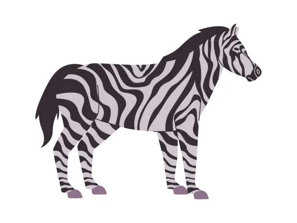 Vector illustration of white and black color striped zebra nature animal herbivore mammal creature fauna wildlife
