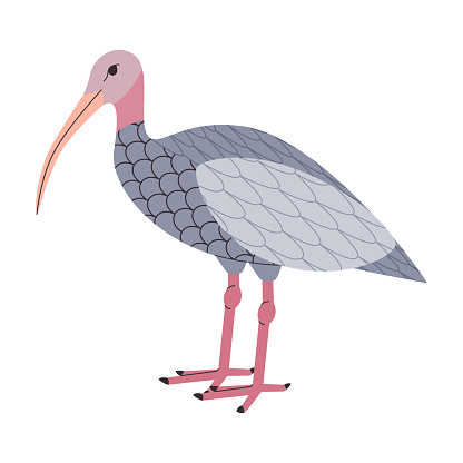gray color giant ibis waterbird wild nature animal predator creature have long feet and curve beak vector