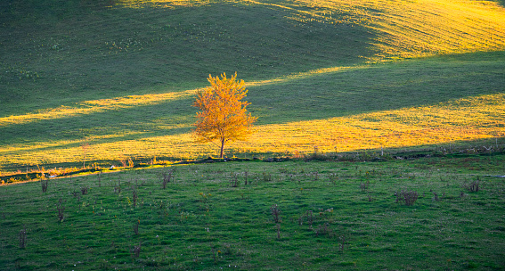 single autumn tree in wilder area under sunlight