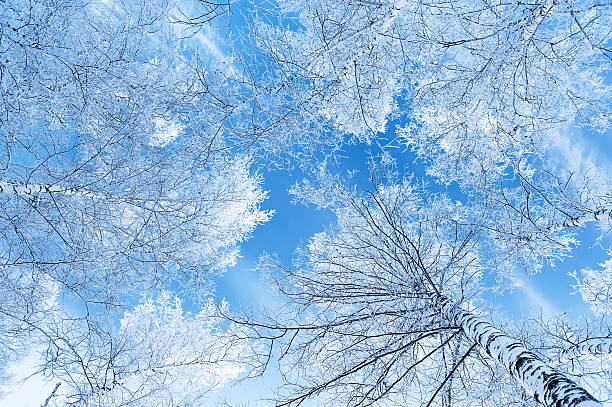 istock Tops of trees against the sky 186129645