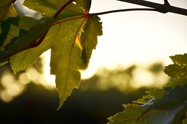 Leaf with sunset stock photo