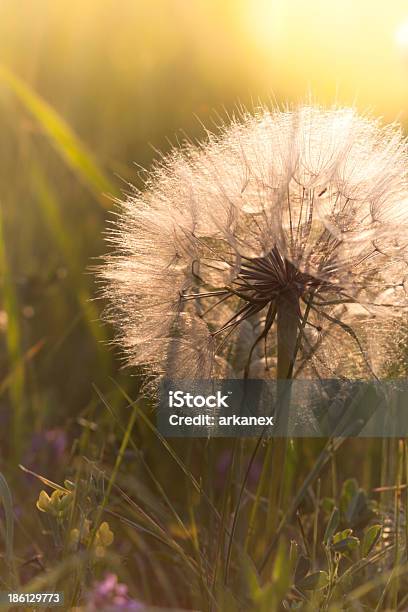 Löwenzahn Auf Wiese Bei Sonnenuntergang Stockfoto und mehr Bilder von Bildhintergrund - Bildhintergrund, Blume, Blüte