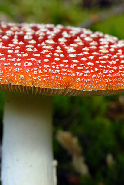istock Red stipe mushroom - detail 186129878