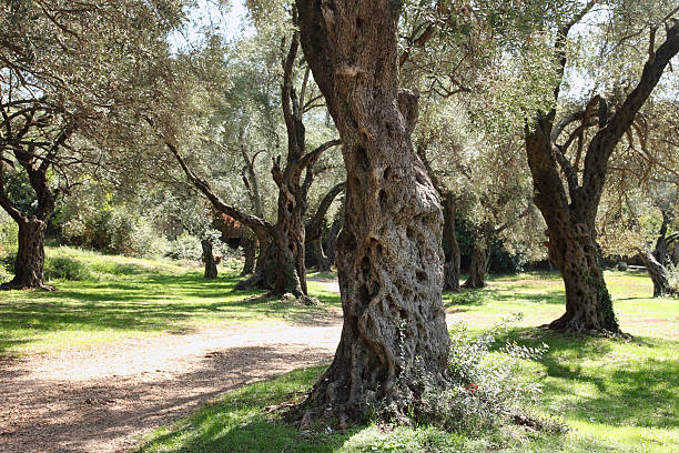 istock grove of old olive trees in Montenegro 186129923