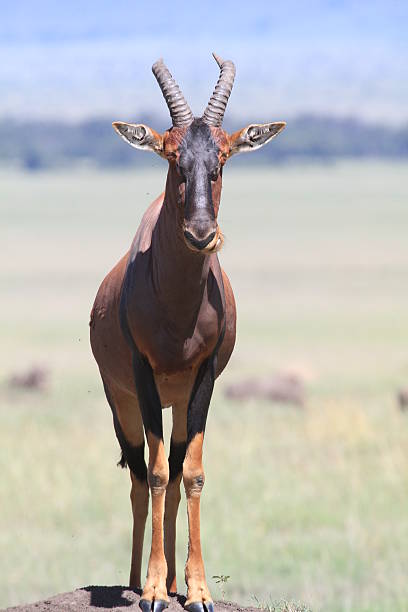 damaliscus lunatus - masai mara national reserve masai mara topi antelope imagens e fotografias de stock