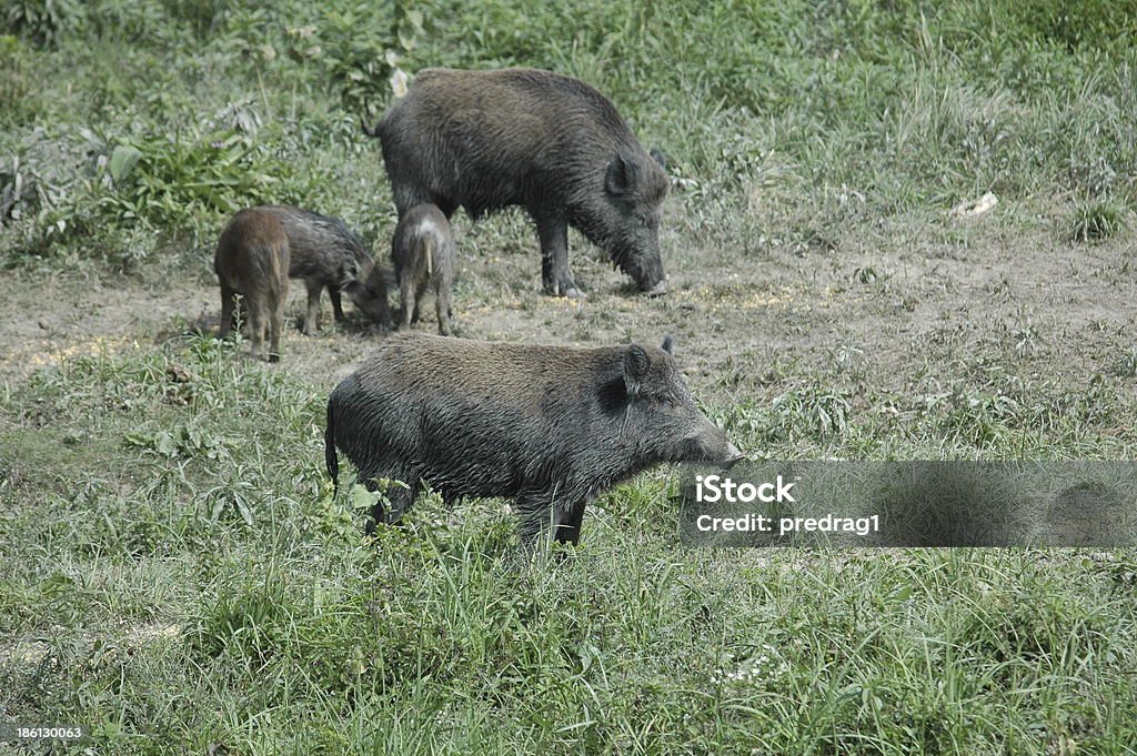 Wild boar famiglia - Foto stock royalty-free di Ambientazione esterna