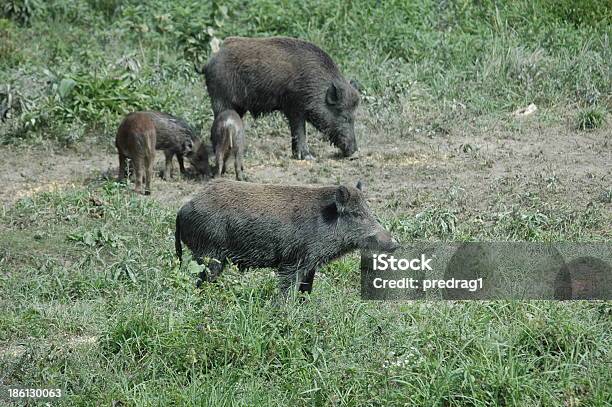 Wild Boar Famiglia - Fotografie stock e altre immagini di Ambientazione esterna - Ambientazione esterna, Animale, Animale selvatico