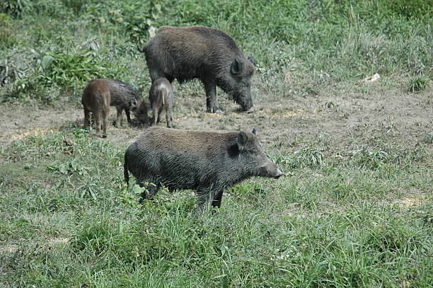 istock Wild boar family 186130063