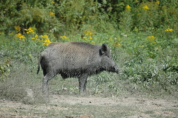 istock Wild boar family 186130067