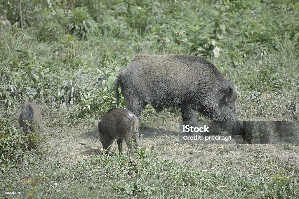 Família de javali - Foto de stock de Animal royalty-free