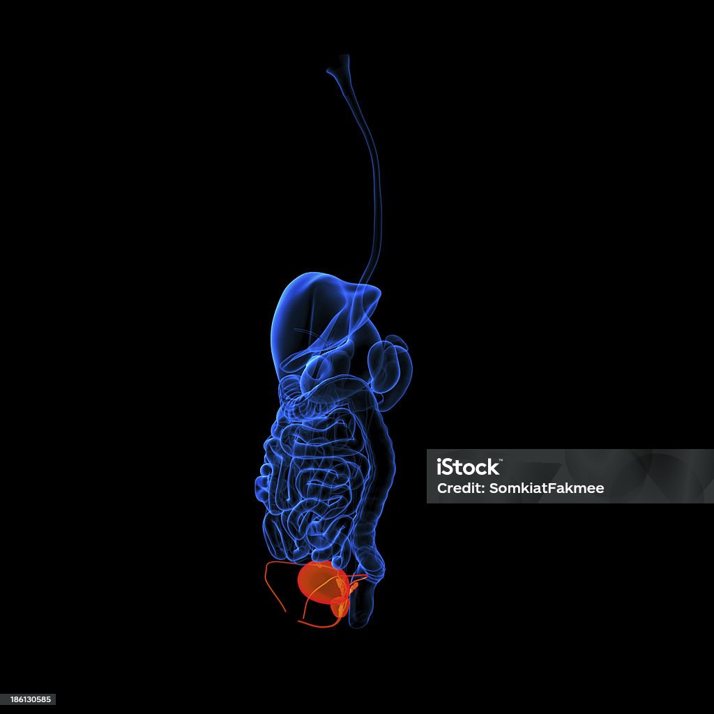 Menschlicher Verdauungstrakt Harnröhre Rote Farbige-Seitenansicht - Lizenzfrei Anatomie Stock-Foto