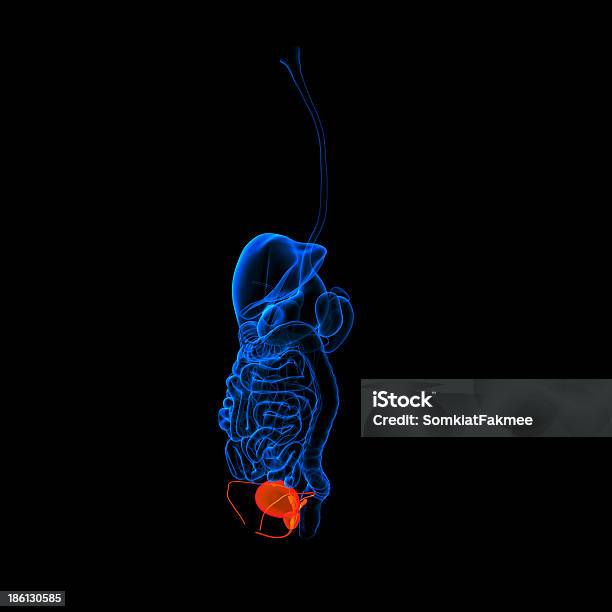 Menschlicher Verdauungstrakt Harnröhre Rote Farbigeseitenansicht Stockfoto und mehr Bilder von Anatomie