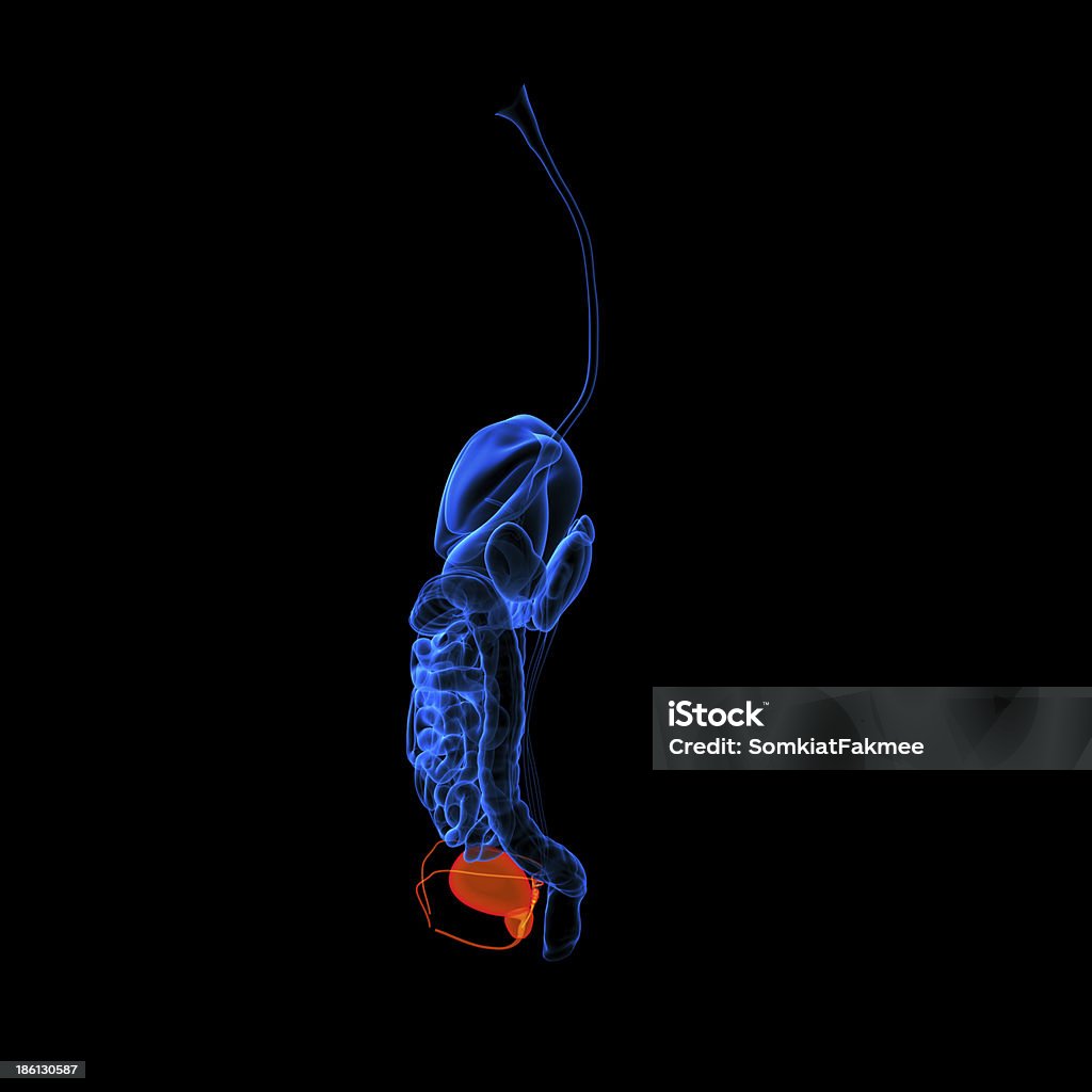 Menschlicher Verdauungstrakt Harnröhre Rote Farbige-Seitenansicht - Lizenzfrei Anatomie Stock-Foto