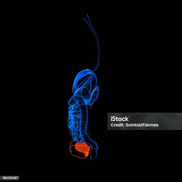 Sistema Digestivo Umano Uretra Rosso Coloratovista Laterale - Fotografie stock e altre immagini di Addome