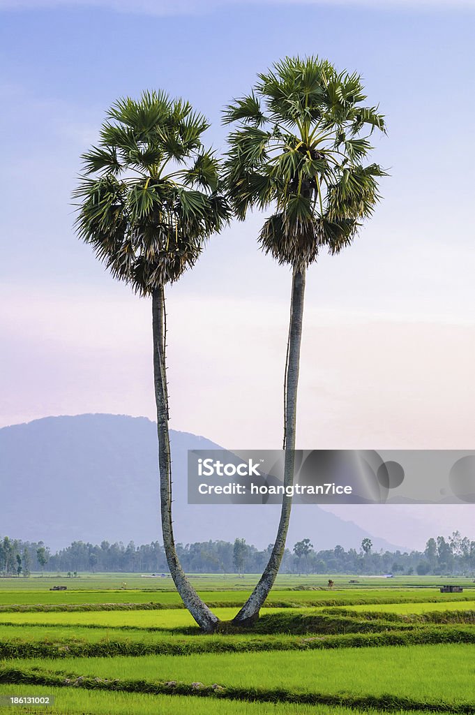 Palmyra arbres sur le champ de riz, d'An Giang - Photo de Chau Doc libre de droits