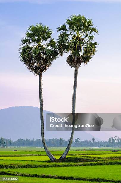 Photo libre de droit de Palmyra Arbres Sur Le Champ De Riz Dan Giang banque d'images et plus d'images libres de droit de Chau Doc - Chau Doc, Agriculture, Arbre