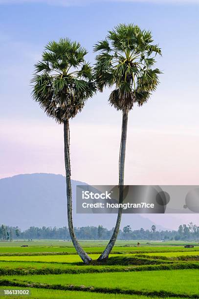 Palmyra Drzewa Na Ryżu Pola An Giang - zdjęcia stockowe i więcej obrazów Chau Doc - Chau Doc, Azja, Azja Południowo-Wschodnia
