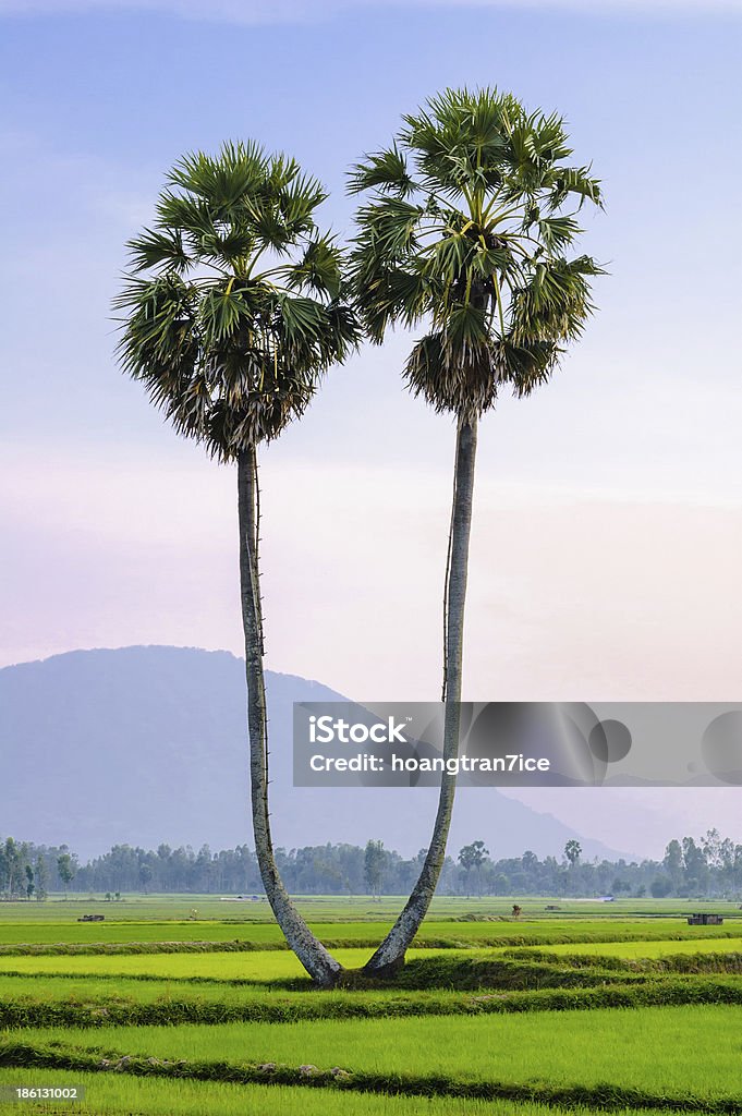 Palmyra árvores sobre o campo de arroz, An Giang - Royalty-free Chau Doc Foto de stock