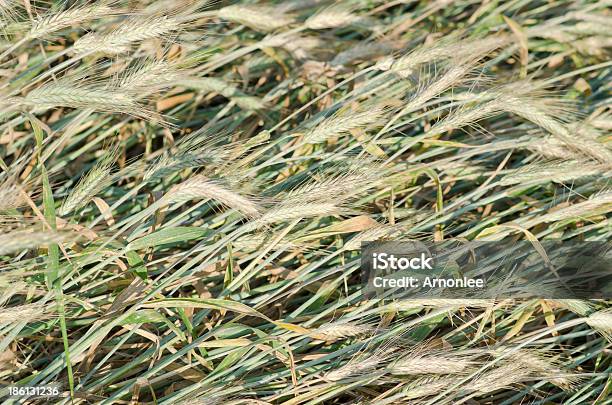 Foto de Campo De Cevada e mais fotos de stock de Agricultura - Agricultura, Cena Rural, Cereal