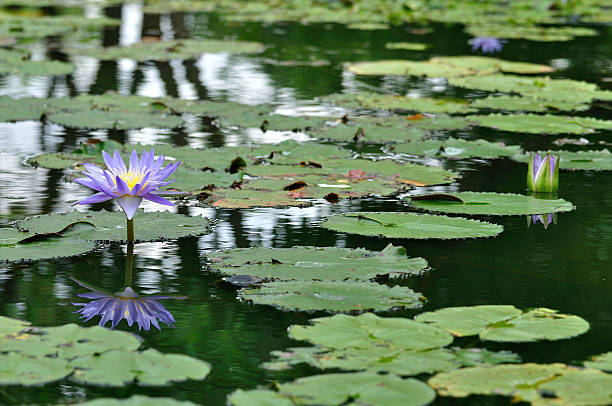 istock Purple waterlily with reflection in the pool. 186131268