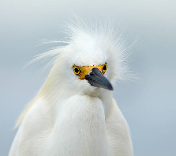 istock Snowy egret, (Egretta thula), portrait, looking straight ahead 186131502