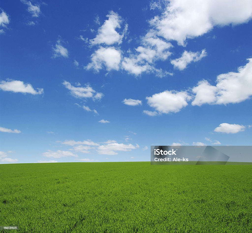 campo - Foto de stock de Azul royalty-free