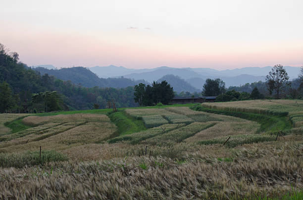 Campo de cevada à noite - foto de acervo