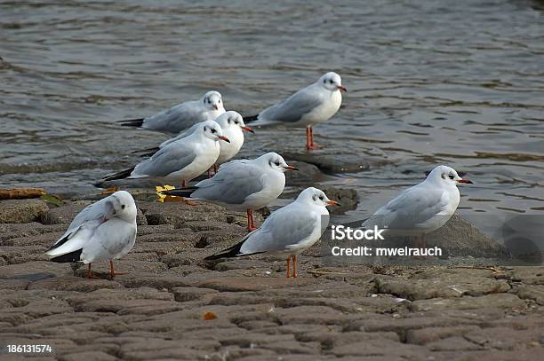 Lachmöwen Foto de stock y más banco de imágenes de Agua - Agua, Aire libre, Ala de animal