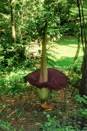 Giant corpse flower, which has the Latin name Amorphophallus titanum, a plant of the taro family Araceae, endemic to Sumatra, Indonesia.