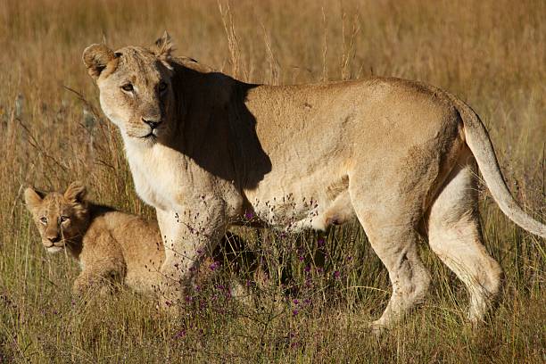 Lioness and Cubs stock photo