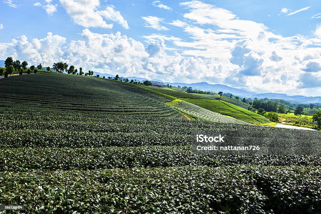 Plantacje herbaty w Tajlandii. - Zbiór zdjęć royalty-free (Assam)