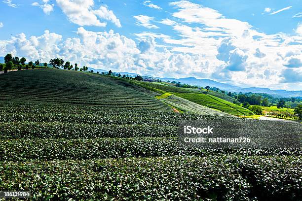 Чай Плантациях В Таиланде — стоковые фотографии и другие картинки Satoyama - Scenery - Satoyama - Scenery, Азия, Ассам