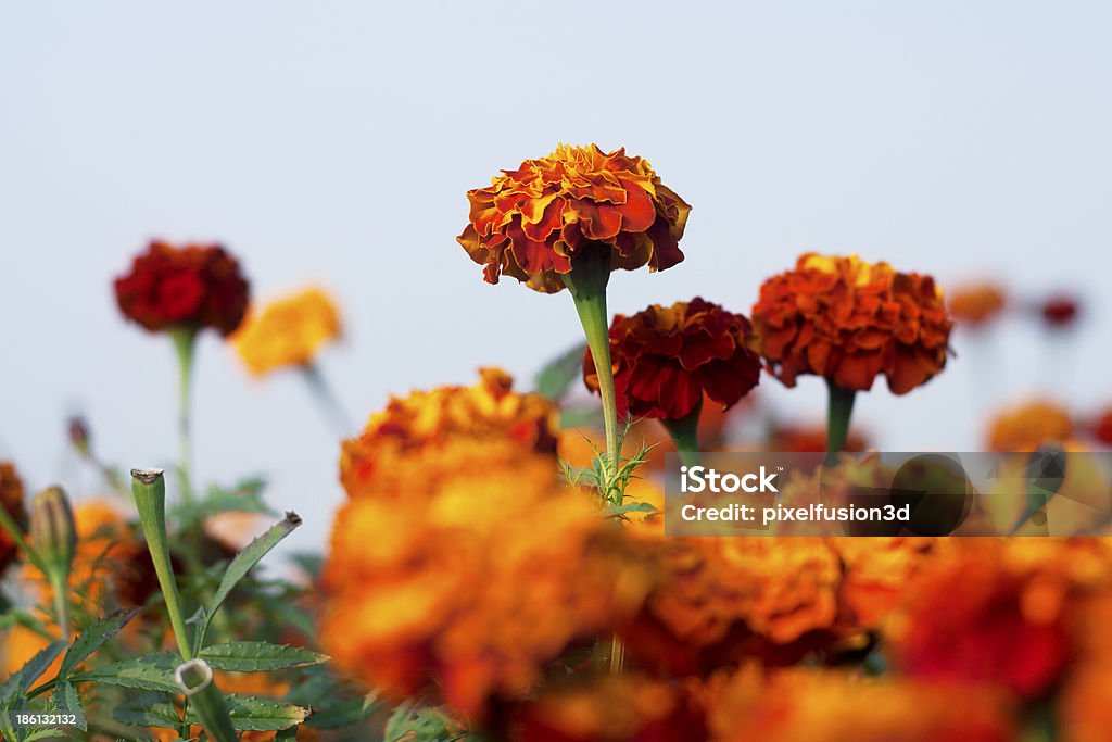 Marigold flor - Foto de stock de Agricultura libre de derechos