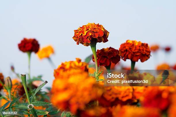 Marigold Flor Foto de stock y más banco de imágenes de Agricultura - Agricultura, Aire libre, Alegre