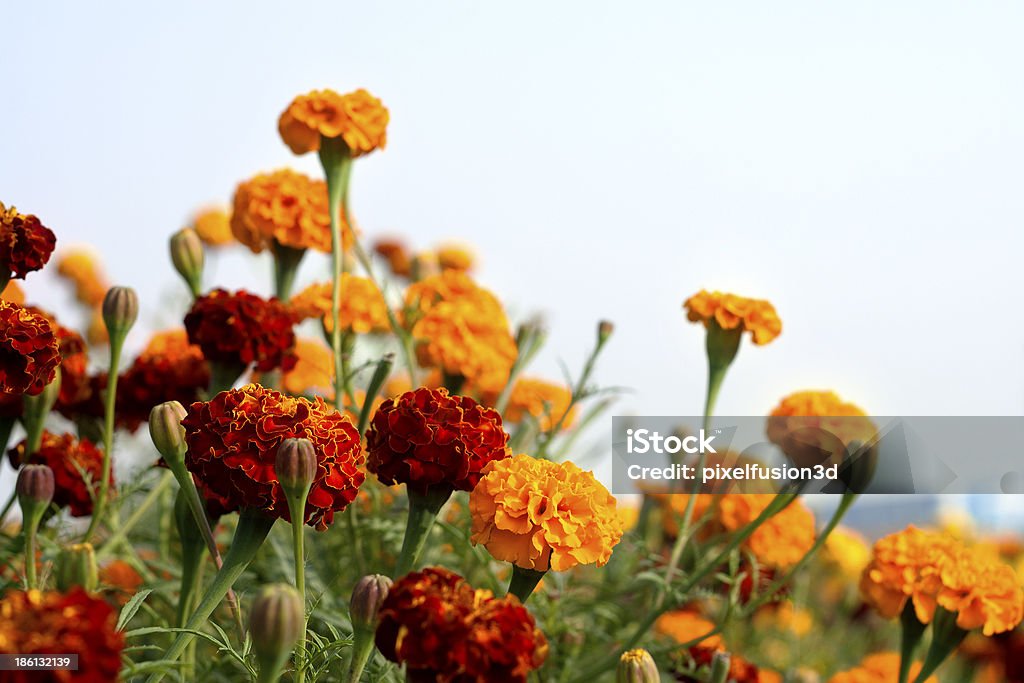Fiore di calendula - Foto stock royalty-free di Fattoria