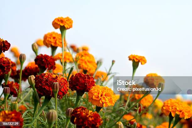 Fiore Di Calendula - Fotografie stock e altre immagini di Fattoria - Fattoria, Fiore, Tagete