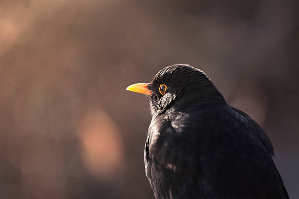 Blackbird waiting for sunrise. stock photo