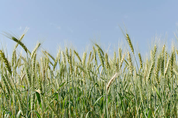 Cтоковое фото Ячмень обыкновенный поле голубое небо