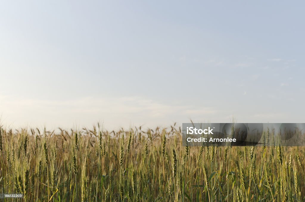 Campo de Cevada e céu azul - Royalty-free Agricultura Foto de stock