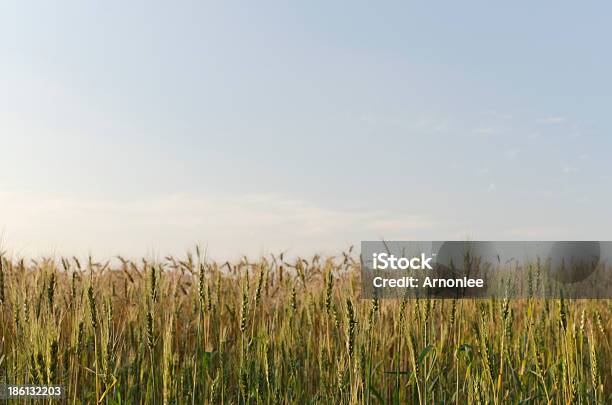 Campo De Cevada E Céu Azul - Fotografias de stock e mais imagens de Agricultura - Agricultura, Ao Ar Livre, Caule de planta