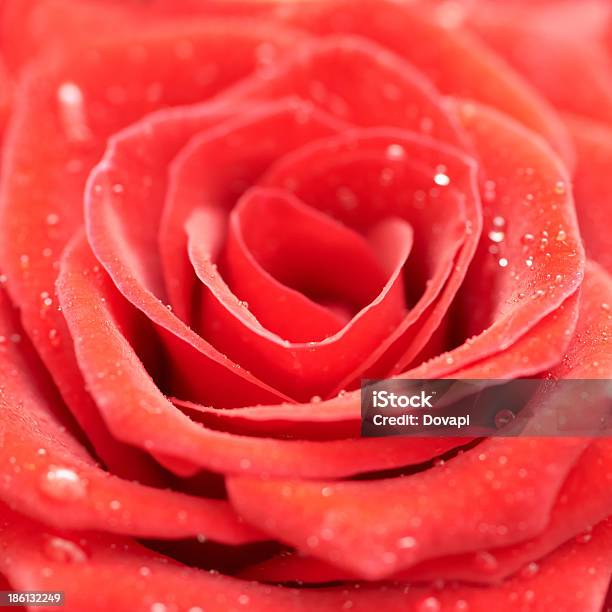 Bellissima Rosa Rosso Scuro - Fotografie stock e altre immagini di Acqua - Acqua, Aromaterapia, Bagnato