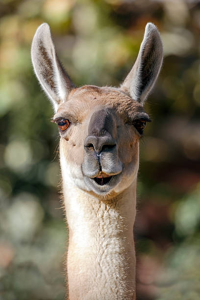 istock Guanaco, Guanicoe Blade 186132281