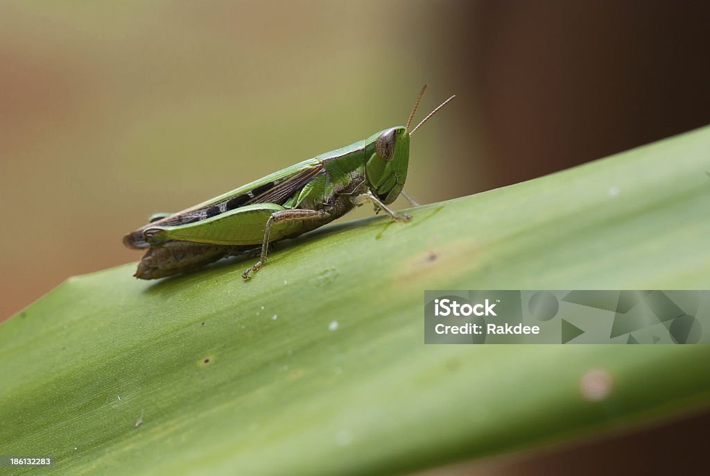 Heuschrecke auf green leaf - Lizenzfrei Blatt - Pflanzenbestandteile Stock-Foto