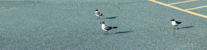 seagulls walking on the empty street