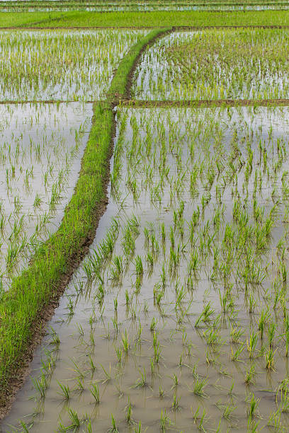 istock Ridge And Rice field in Chiangmai 186132569
