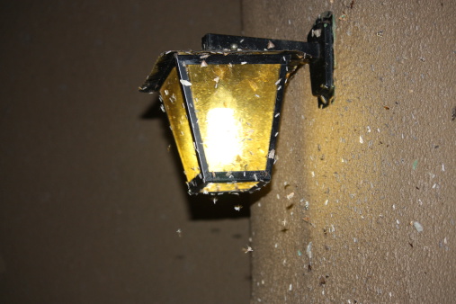 This light outside our bungalow at Olifants Camp, Kruger Park, attracted a varied amount of insects, bugs and moths.