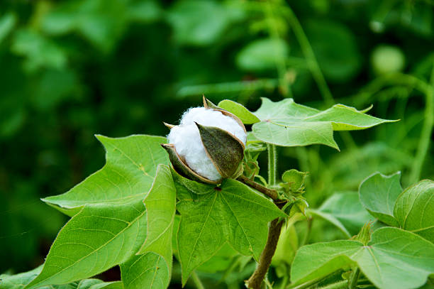 Cotton Field Fresh Green Cotton Field. mallow family stock pictures, royalty-free photos & images
